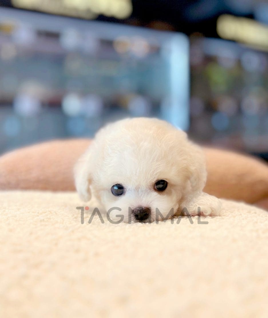 Bichon puppy for sale, dog for sale at Tagnimal