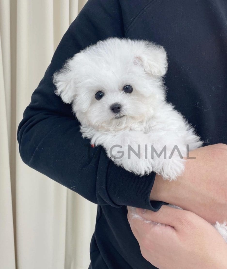 Bichon puppy for sale, dog for sale at Tagnimal