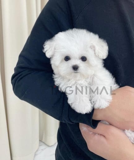 Bichon puppy for sale, dog for sale at Tagnimal