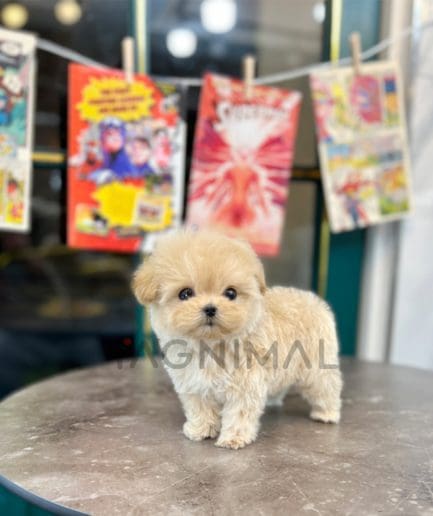 Maltipoo puppy for sale, dog for sale at Tagnimal