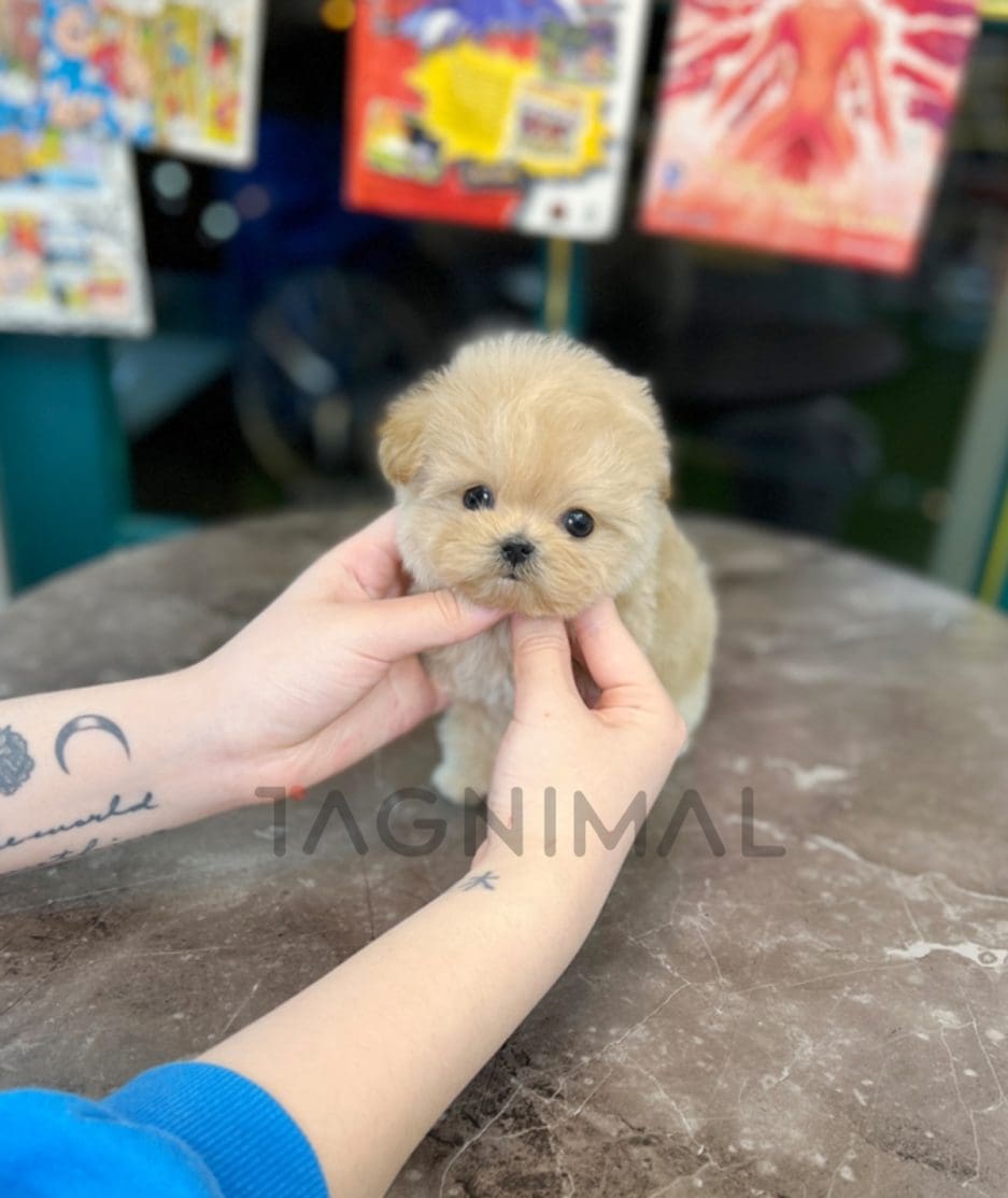 Maltipoo puppy for sale, dog for sale at Tagnimal