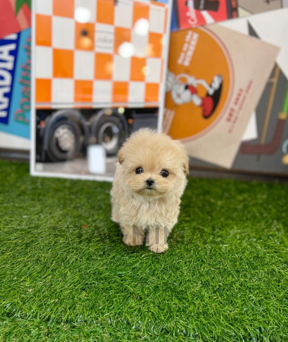 Maltipoo puppy for sale, dog for sale at Tagnimal