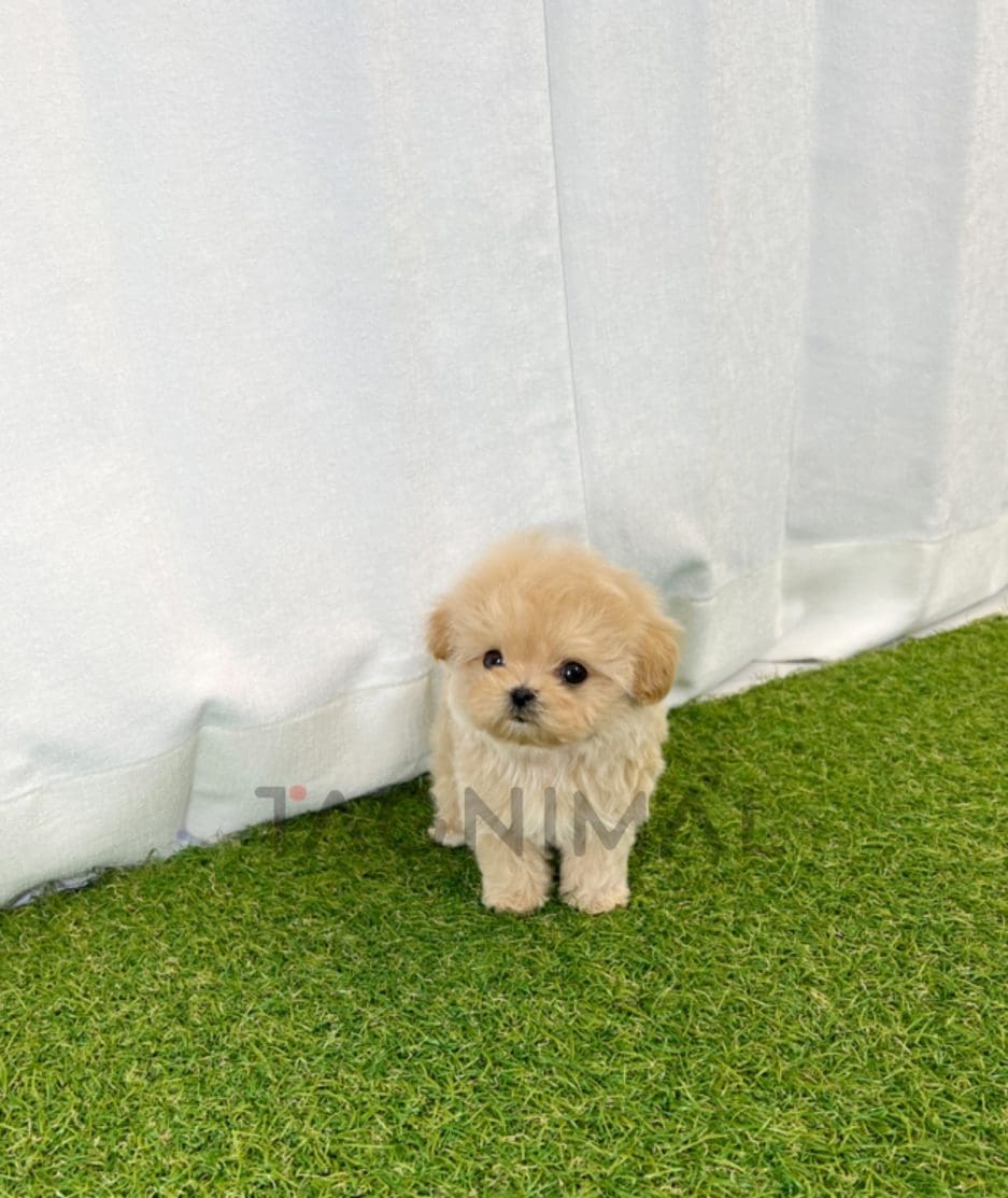 Maltipoo puppy for sale, dog for sale at Tagnimal