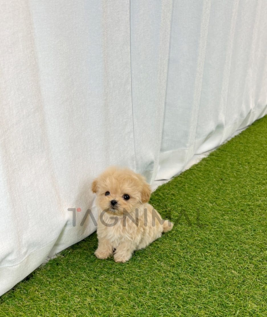 Maltipoo puppy for sale, dog for sale at Tagnimal