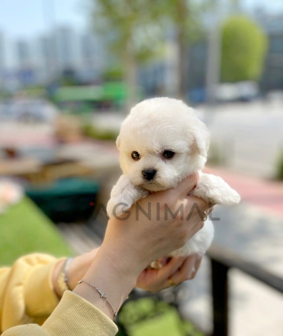 Bichon puppy for sale, dog for sale at Tagnimal