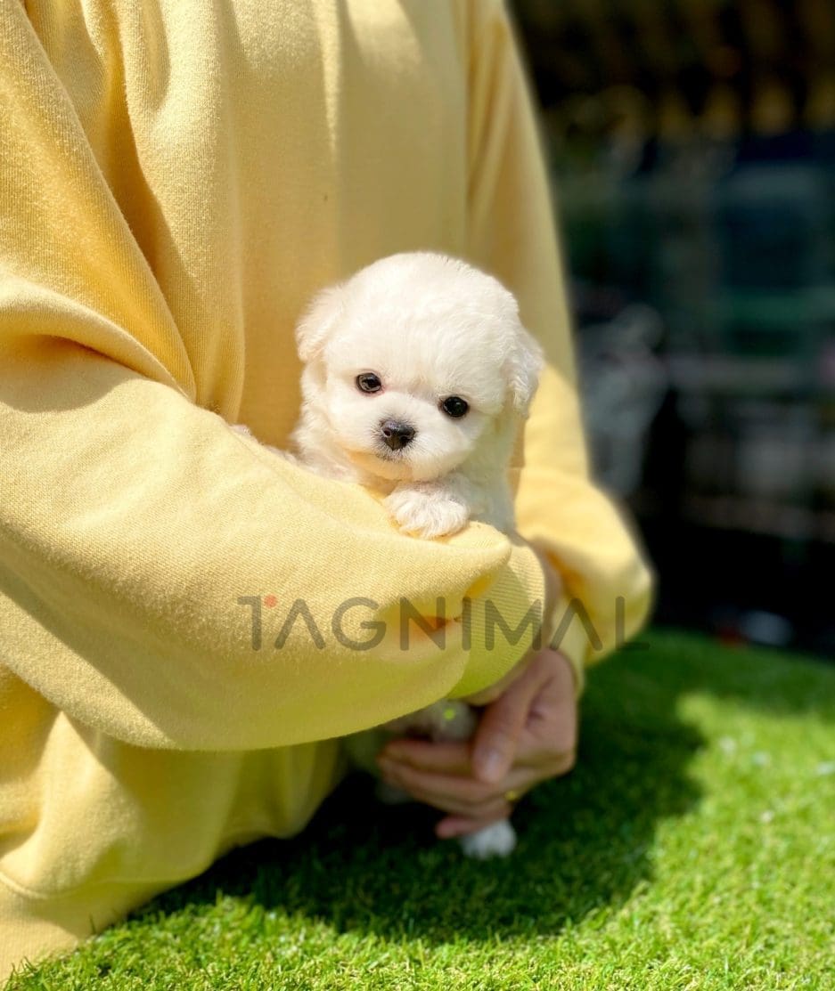 Bichon puppy for sale, dog for sale at Tagnimal