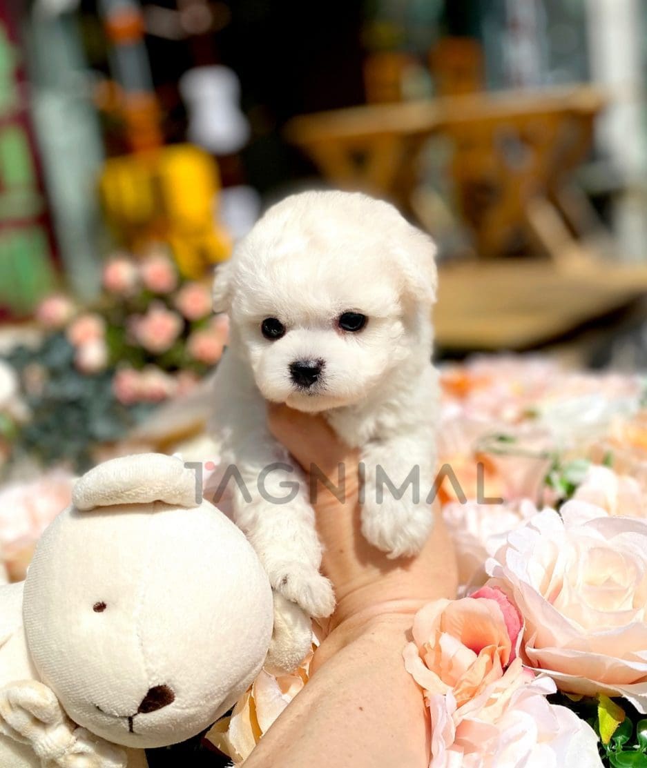 Bichon puppy for sale, dog for sale at Tagnimal