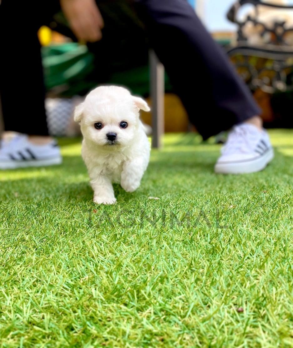 Bichon puppy for sale, dog for sale at Tagnimal