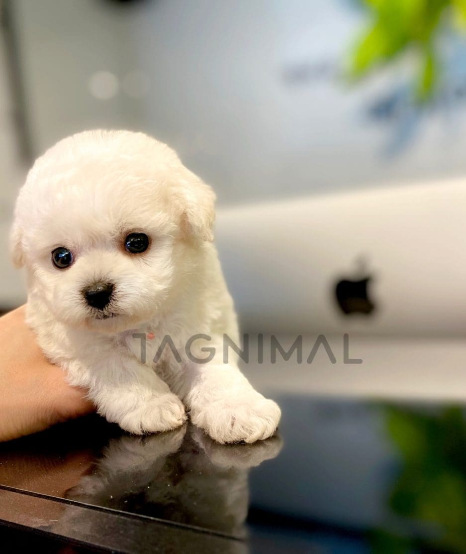 Bichon puppy for sale, dog for sale at Tagnimal