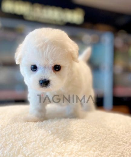 Bichon puppy for sale, dog for sale at Tagnimal