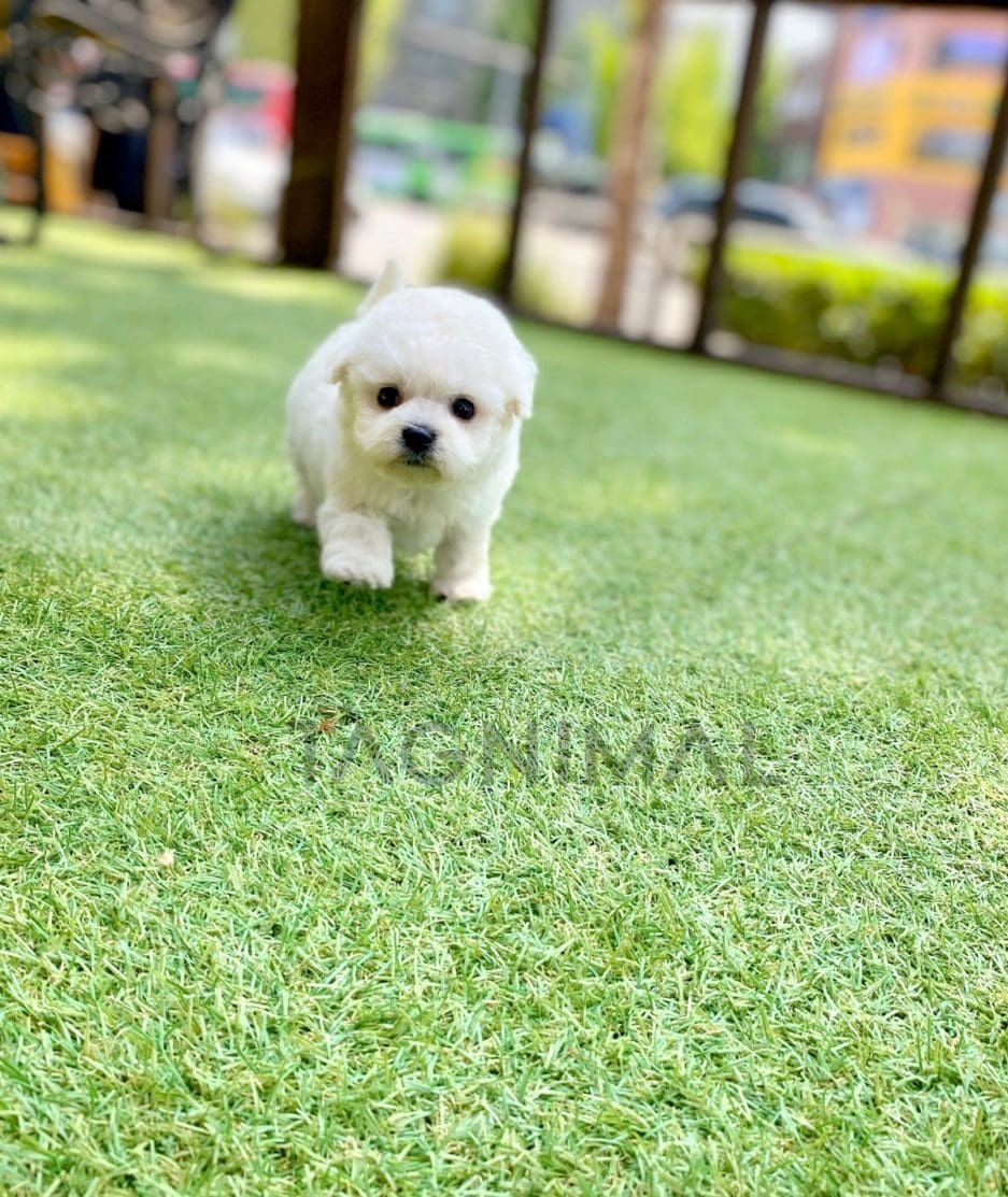 Bichon puppy for sale, dog for sale at Tagnimal