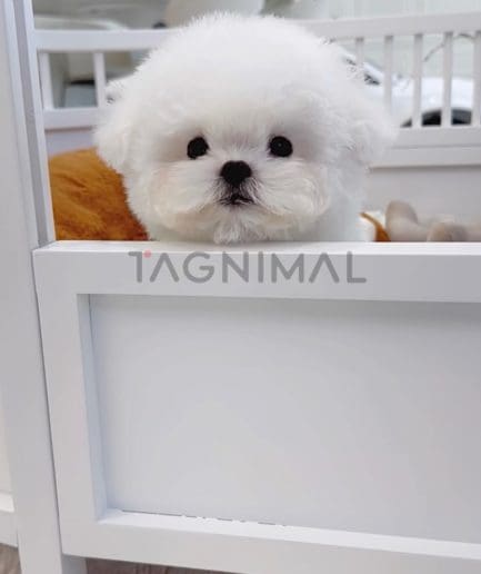 Bichon puppy for sale, dog for sale at Tagnimal