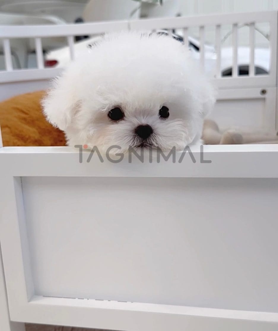 Bichon puppy for sale, dog for sale at Tagnimal