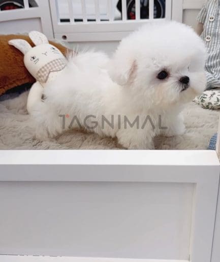 Bichon puppy for sale, dog for sale at Tagnimal