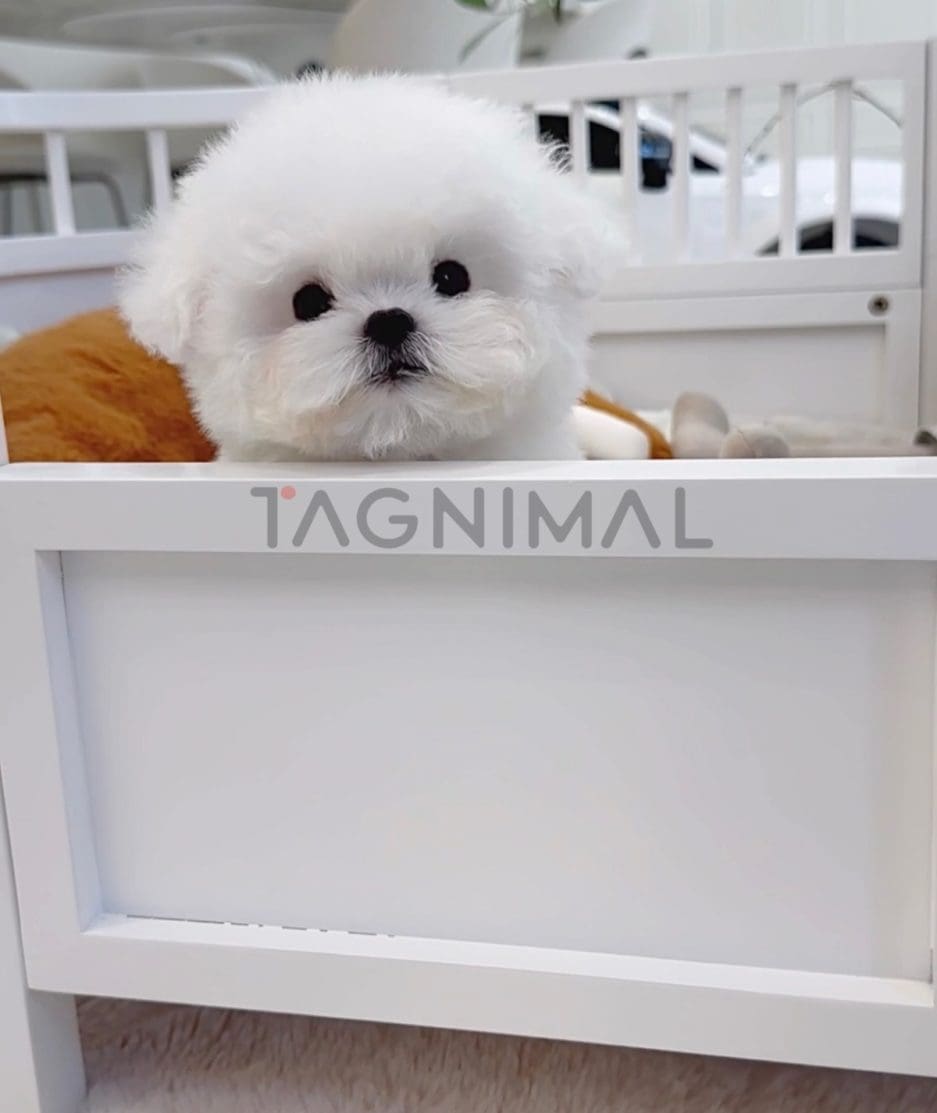 Bichon puppy for sale, dog for sale at Tagnimal