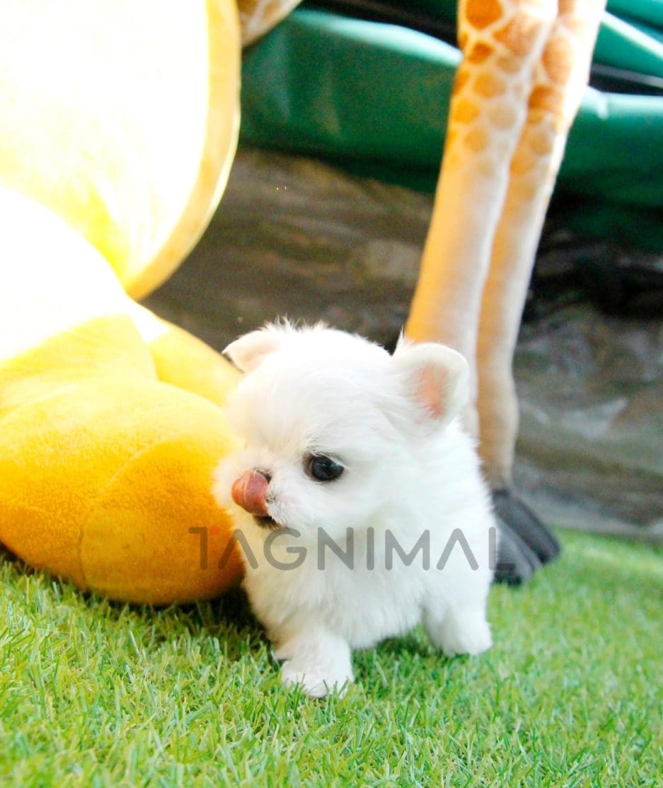 Maltese puppy for sale, dog for sale at Tagnimal