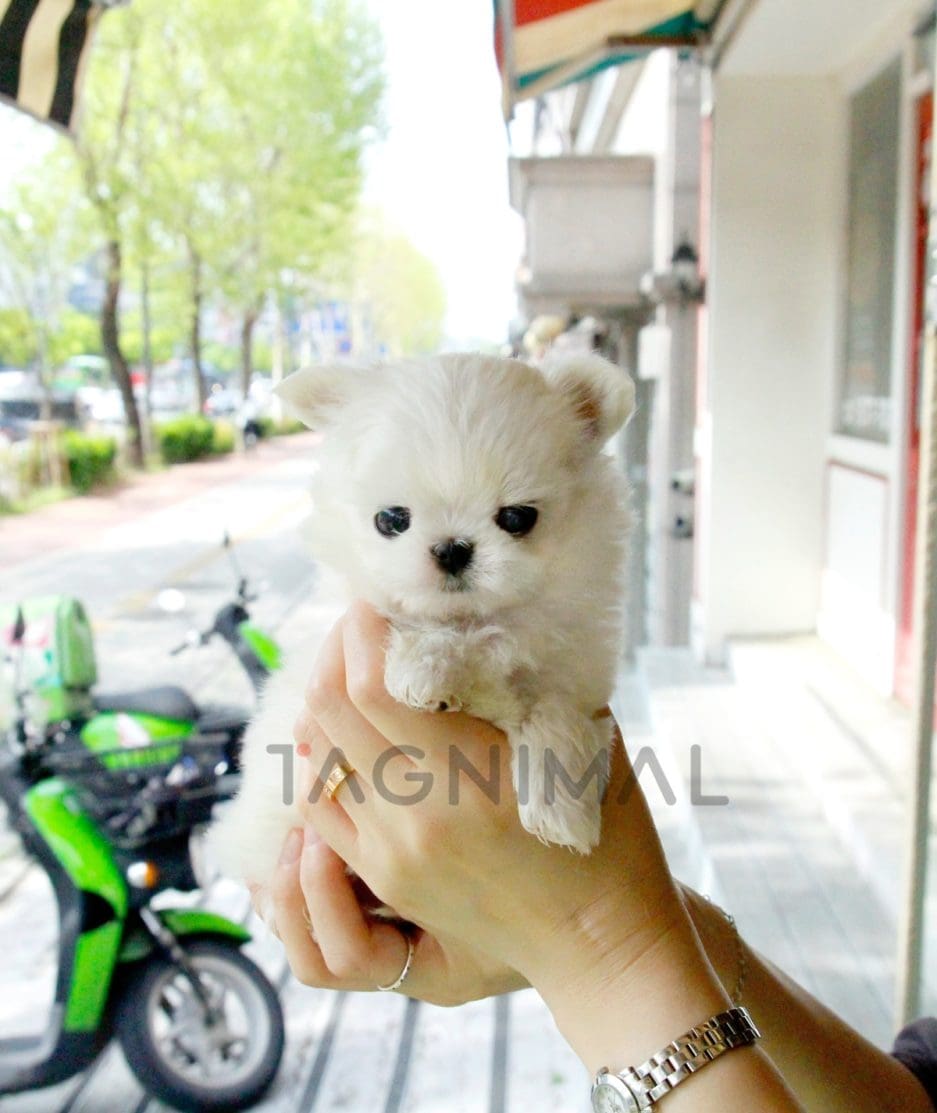 Maltese puppy for sale, dog for sale at Tagnimal