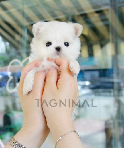 Maltese puppy for sale, dog for sale at Tagnimal