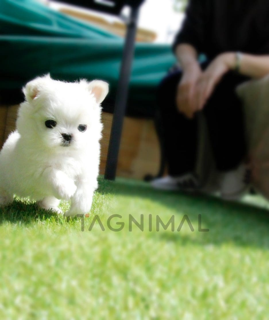 Maltese puppy for sale, dog for sale at Tagnimal