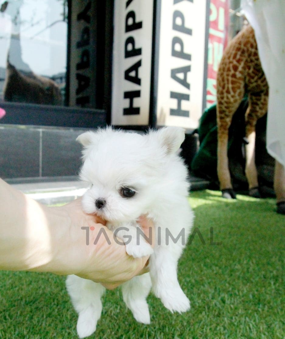 Maltese puppy for sale, dog for sale at Tagnimal