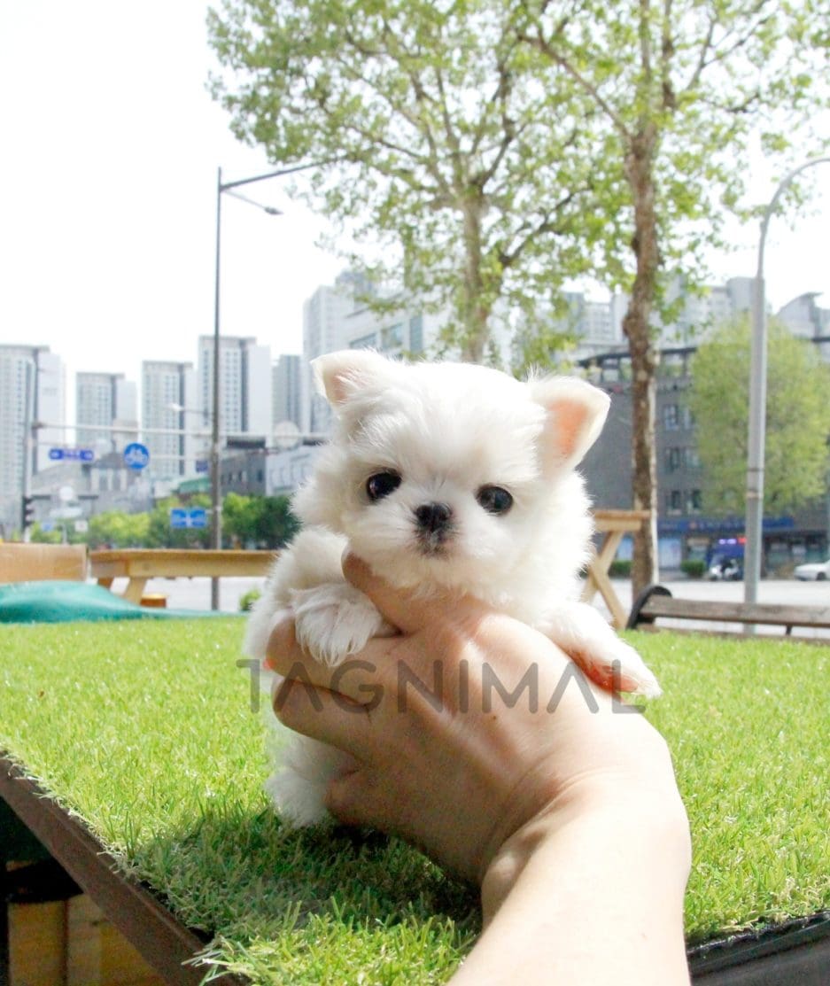 Maltese puppy for sale, dog for sale at Tagnimal