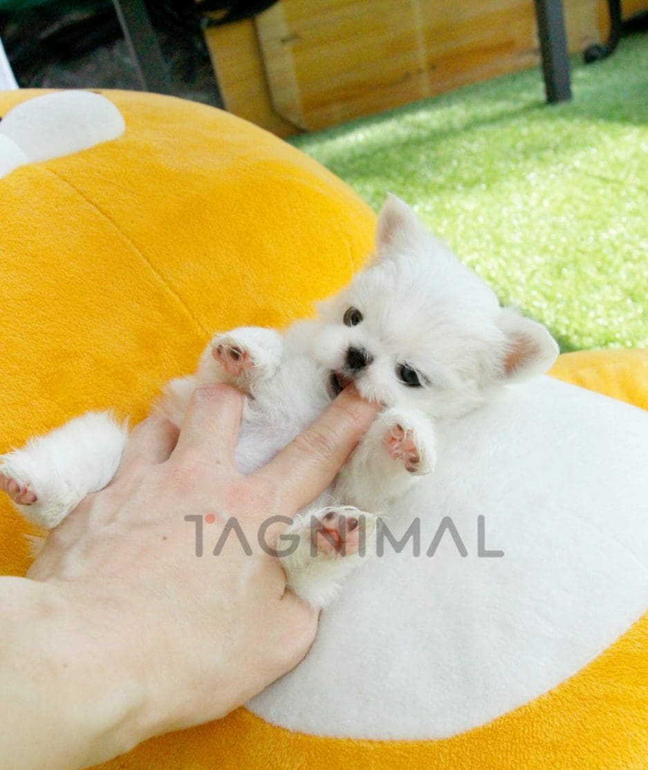 Maltese puppy for sale, dog for sale at Tagnimal