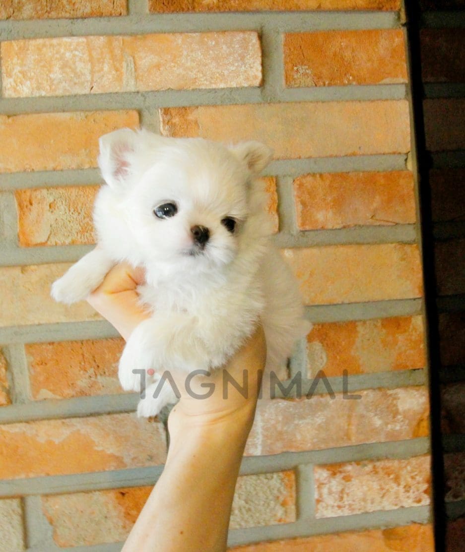 Maltese puppy for sale, dog for sale at Tagnimal