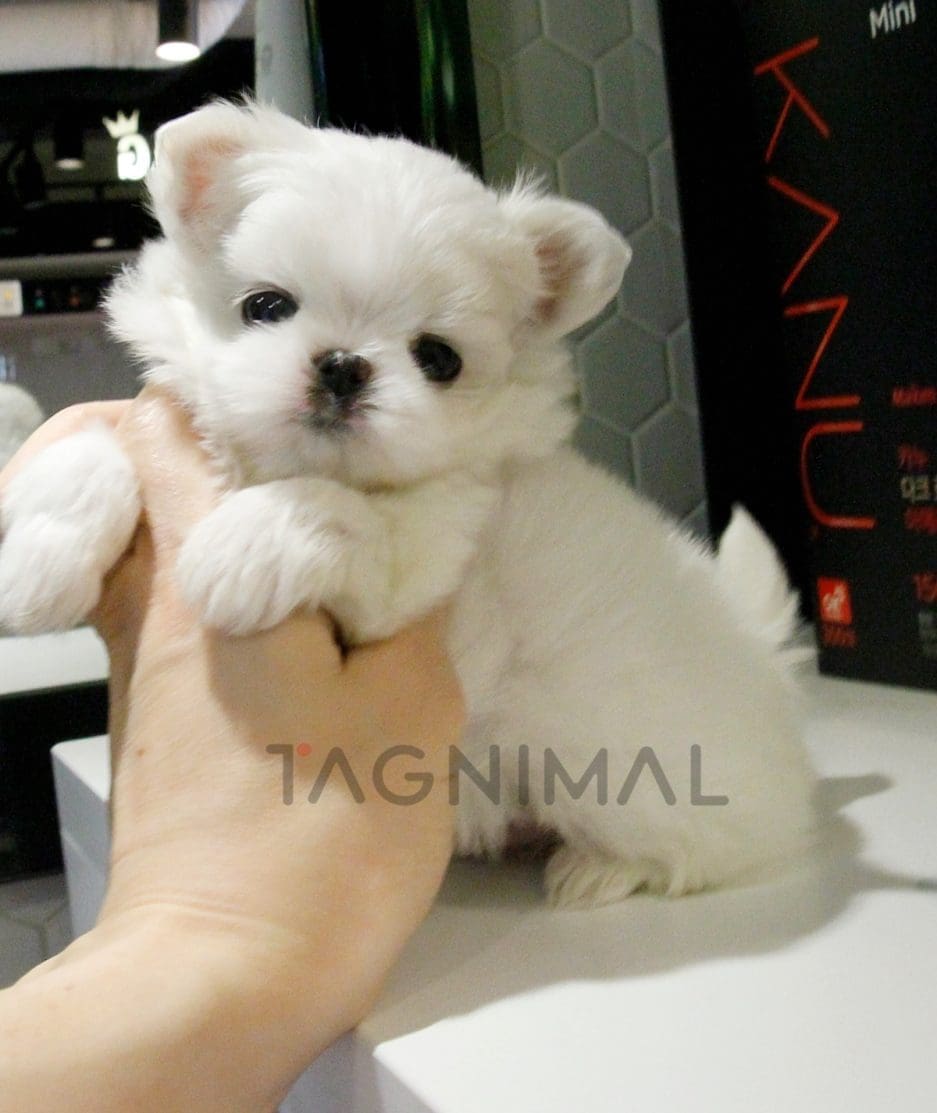 Maltese puppy for sale, dog for sale at Tagnimal