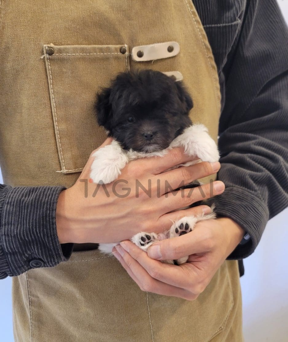 Maltipoo puppy for sale, dog for sale at Tagnimal