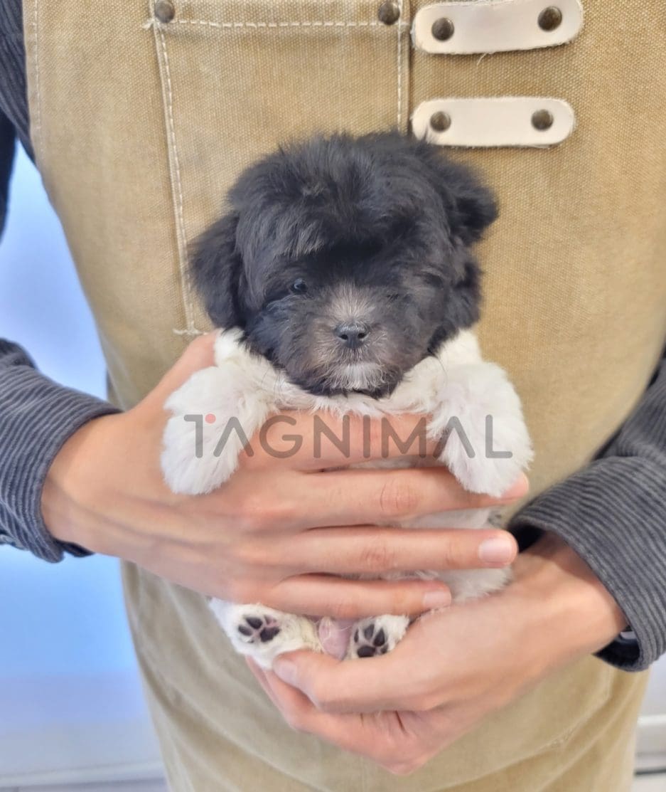 Maltipoo puppy for sale, dog for sale at Tagnimal