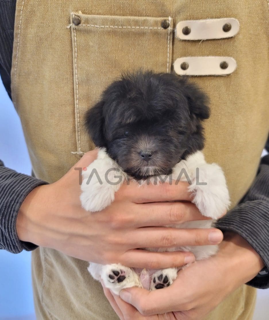 Maltipoo puppy for sale, dog for sale at Tagnimal