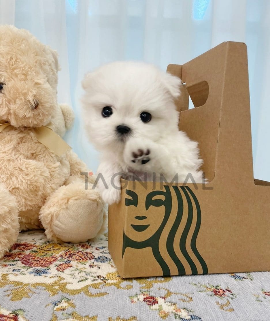 Maltese puppy for sale, dog for sale at Tagnimal