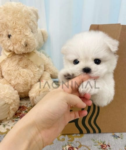 Maltese puppy for sale, dog for sale at Tagnimal