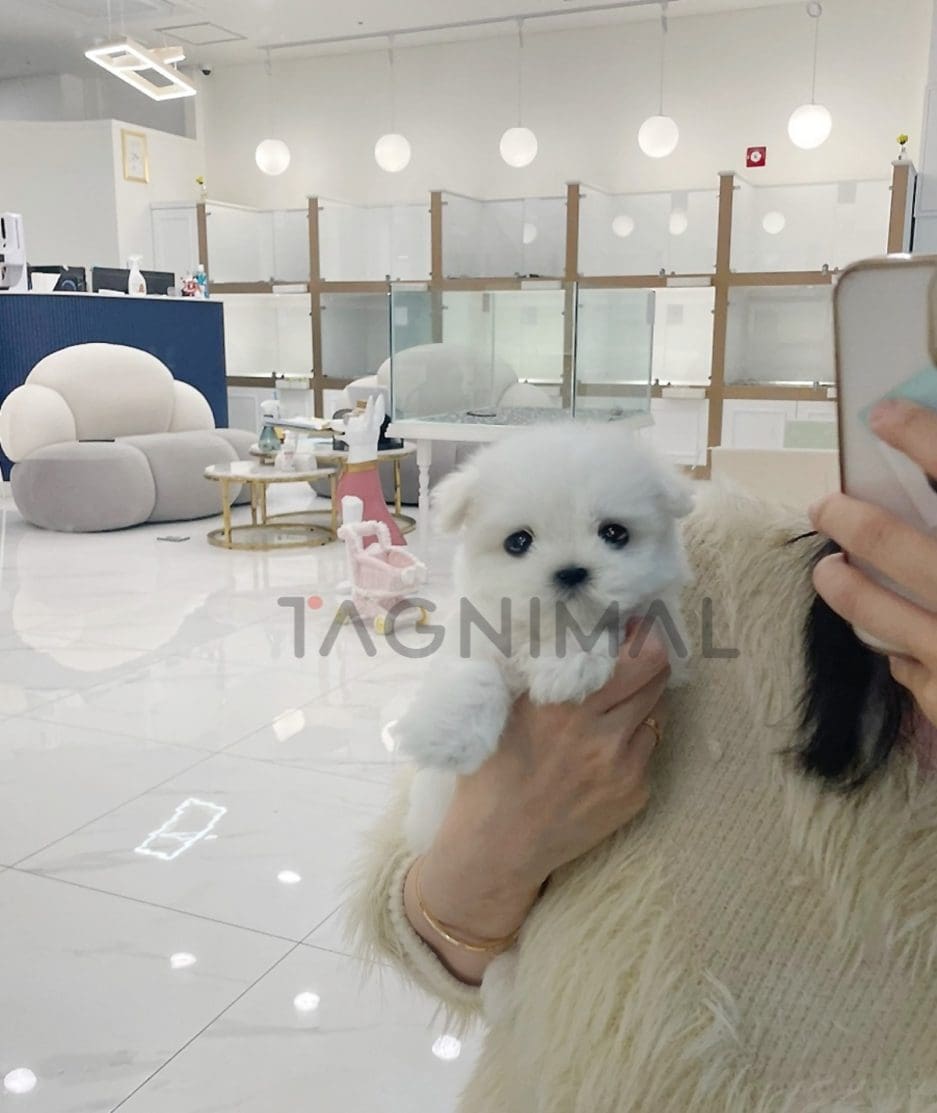 Maltese puppy for sale, dog for sale at Tagnimal