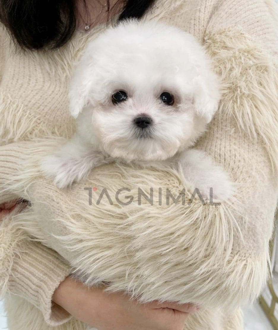 Bichon puppy for sale, dog for sale at Tagnimal