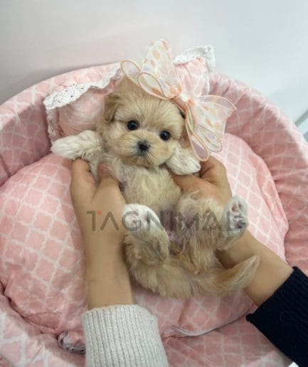 Maltipoo puppy for sale, dog for sale at Tagnimal