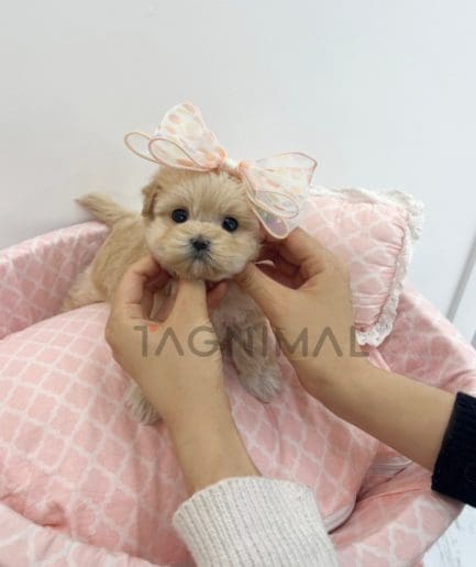 Maltipoo puppy for sale, dog for sale at Tagnimal