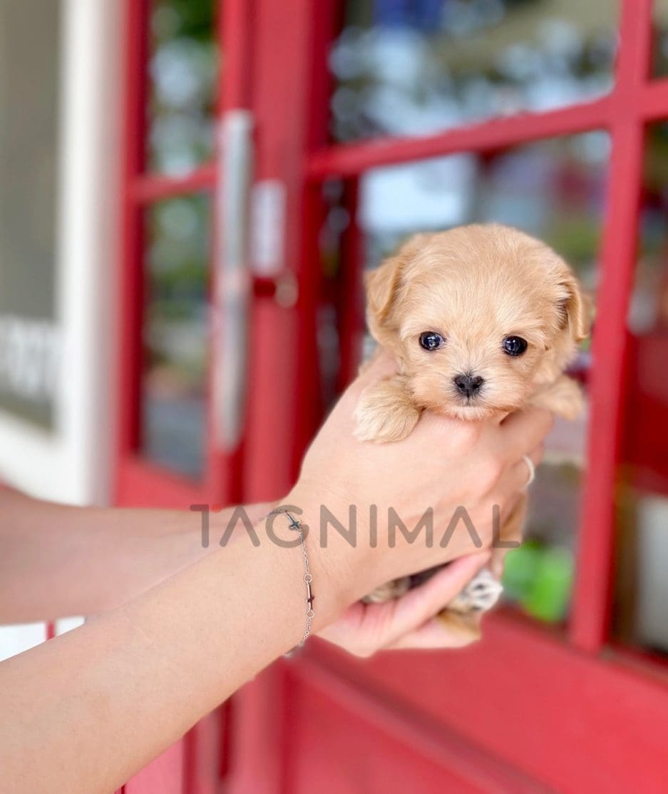 Maltipoo puppy for sale, dog for sale at Tagnimal