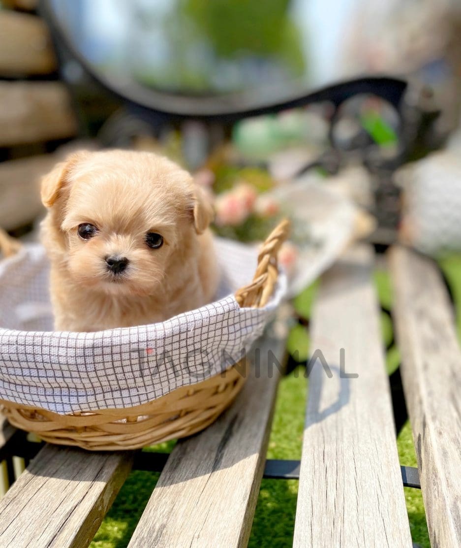 Maltipoo puppy for sale, dog for sale at Tagnimal