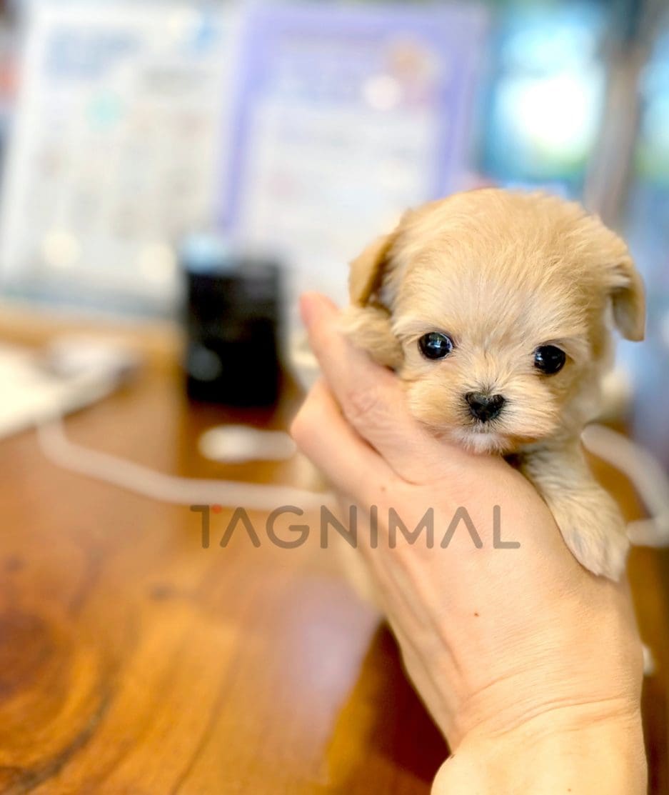 Maltipoo puppy for sale, dog for sale at Tagnimal