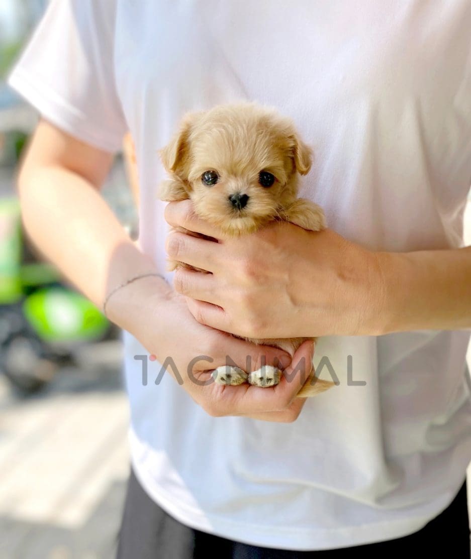 Maltipoo puppy for sale, dog for sale at Tagnimal