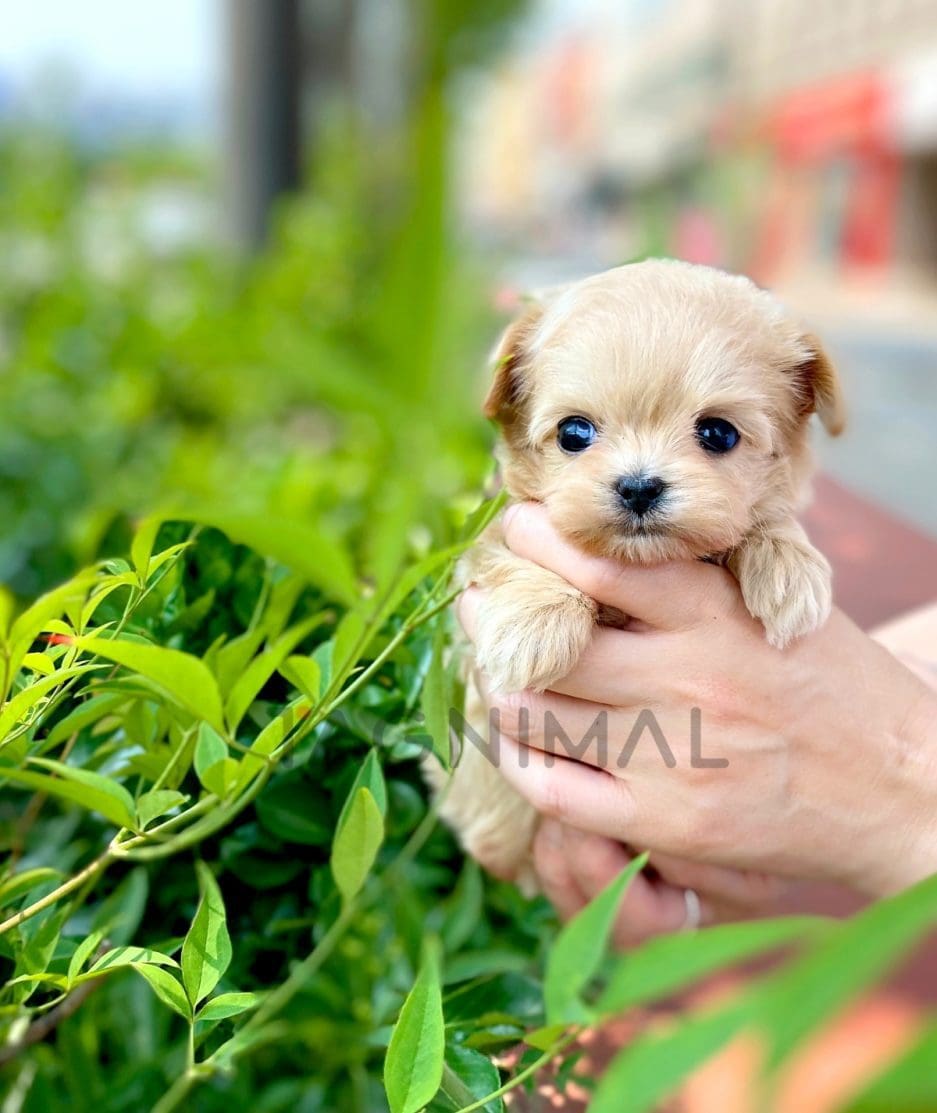 Maltipoo puppy for sale, dog for sale at Tagnimal