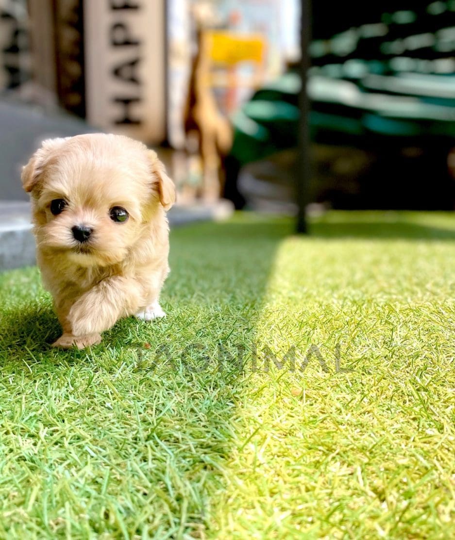 Maltipoo puppy for sale, dog for sale at Tagnimal