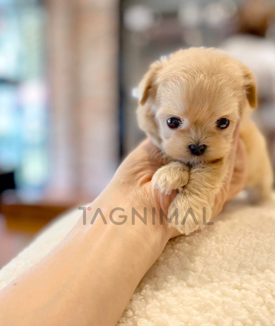 Maltipoo puppy for sale, dog for sale at Tagnimal