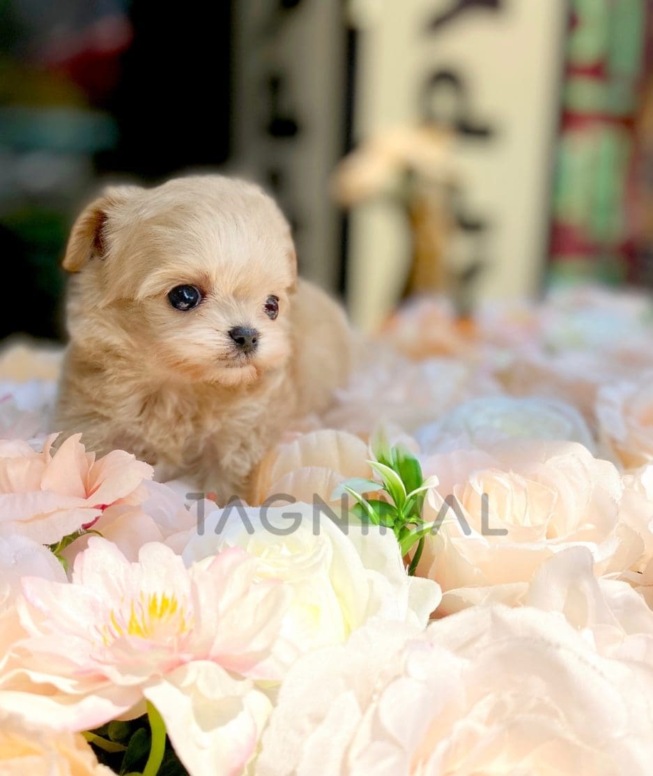 Maltipoo puppy for sale, dog for sale at Tagnimal