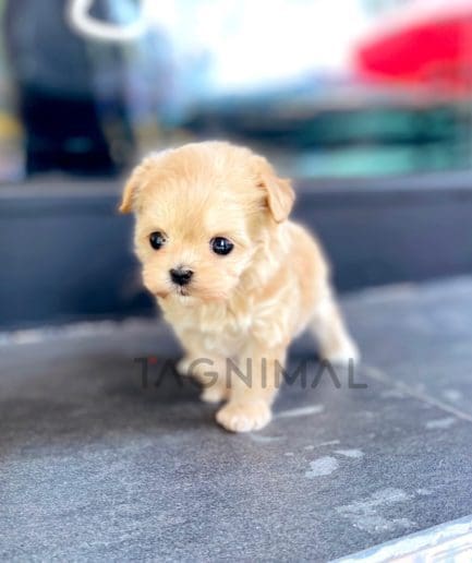 Maltipoo puppy for sale, dog for sale at Tagnimal