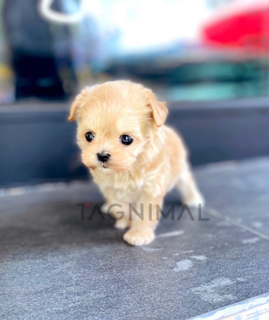 Maltipoo puppy for sale, dog for sale at Tagnimal