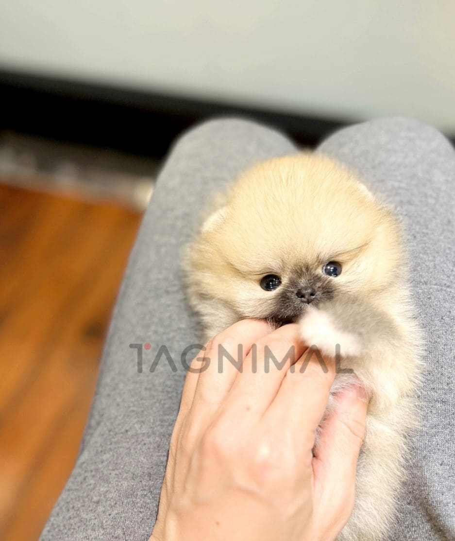 Pomeranian puppy for sale, dog for sale at Tagnimal