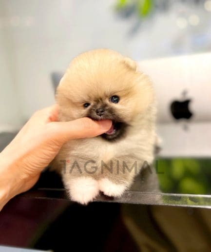 Pomeranian puppy for sale, dog for sale at Tagnimal