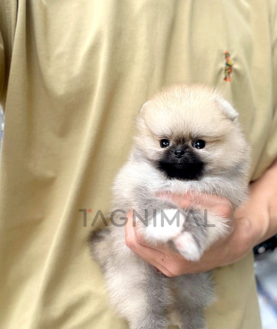 Pomeranian puppy for sale, dog for sale at Tagnimal